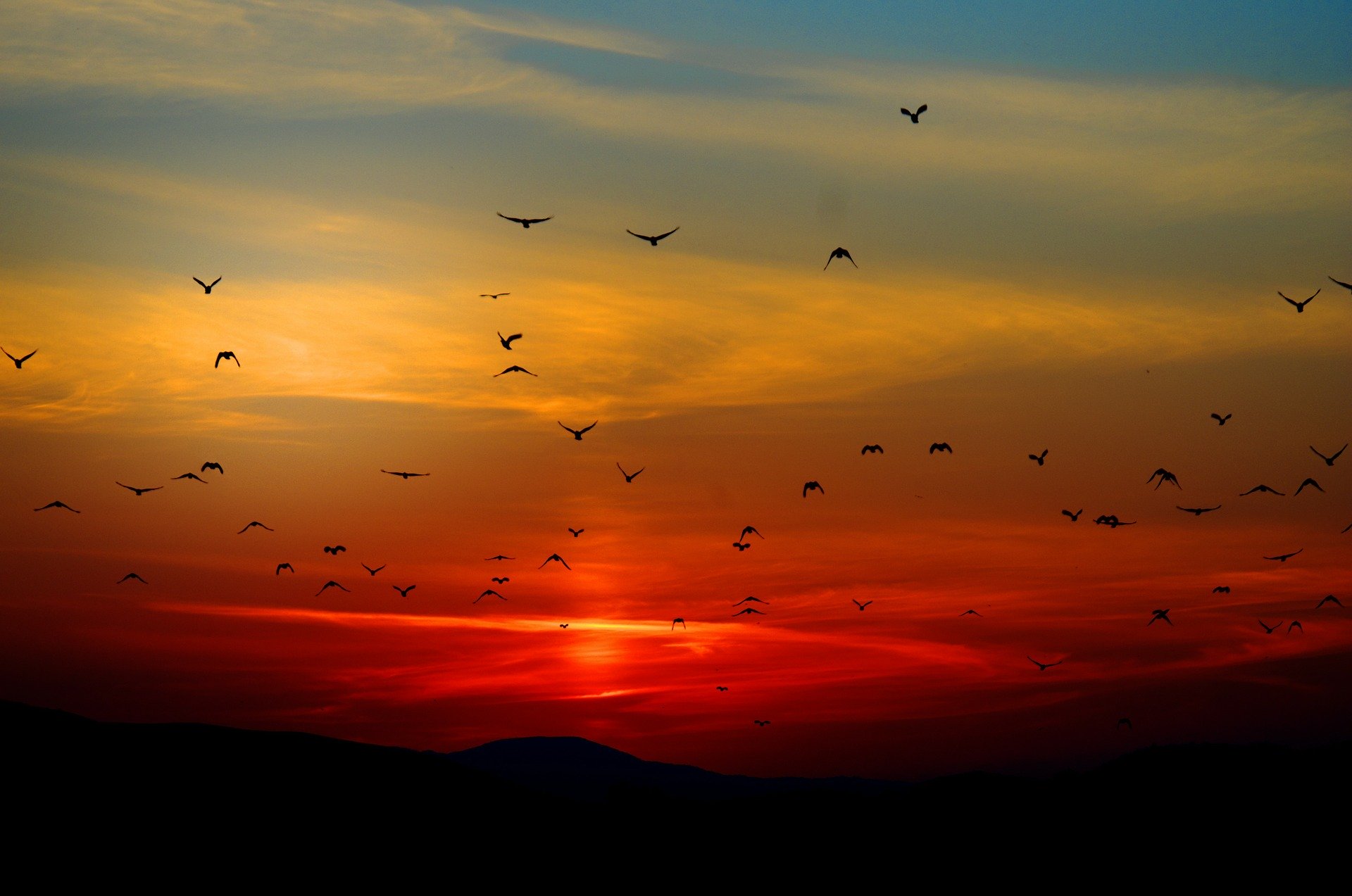solnedgang og flyvende fugle